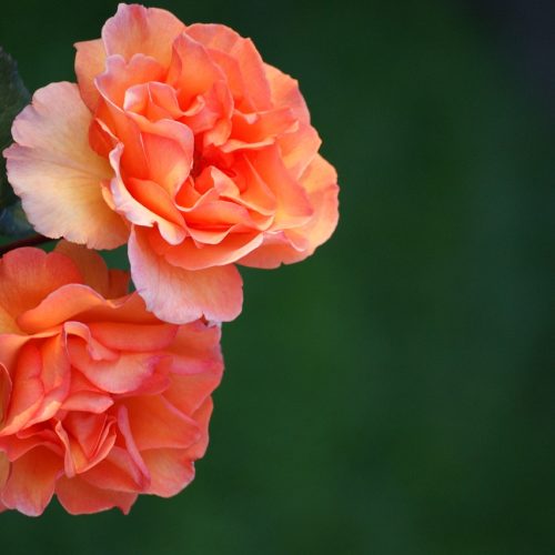 roses, salmon, nature-785224.jpg